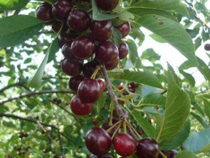 Višeň keřová 'Oblačinská' - kontejner  Prunus cerasus 'Oblačinská'