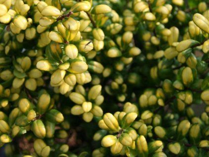 Cesmína vroubkovaná 'Convexed Gold'  Ilex crenata 'Convexed Gold'