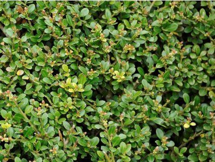 Cesmína vroubkovaná 'Stokes'  Ilex crenata 'Stokes'