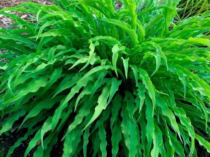 Bohyška 'Party Streamers' - Hosta 'Party Streamers'  Hosta 'Party Streamers'