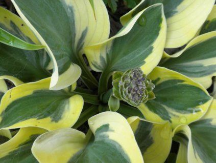 Bohyška 'Mighty Mouse' - Hosta 'Mighty Mouse'  Hosta 'Mighty Mouse'