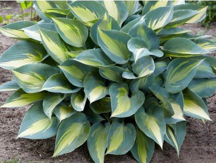 Bohyška 'Catherine' - Hosta 'Catherine'  Hosta 'Catherine'