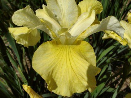Kosatec sibiřský 'Kiss The Girl' - Iris sibirica 'Kiss The Girl'  Iris sibirica'Kiss The Girl'
