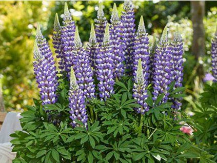 Lupina Lupinova 'Cierra' - Lupinus Lupinova 'Cierra'  Lupinus Lupinova 'Cierra'