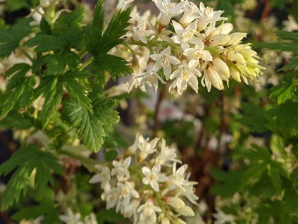 Meruzalka krvavá 'Oregon Snowflake' PBR  Ribes sanquineum 'Oregon Snowflake' PBR