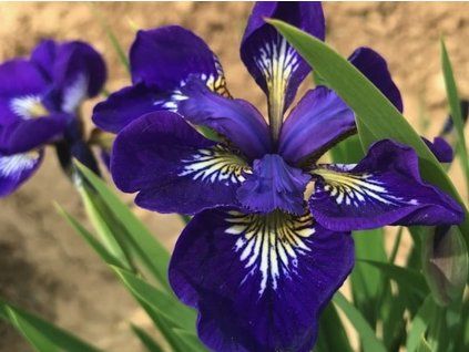 Kosatec sibiřský 'I See Stars' - Iris sibirica 'I See Stars'  Iris sibirica 'I See Stars'
