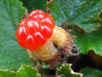 Ostružiník arktický 'Betty Ashburner'  Rubus arcticus 'Betty Ashburner'