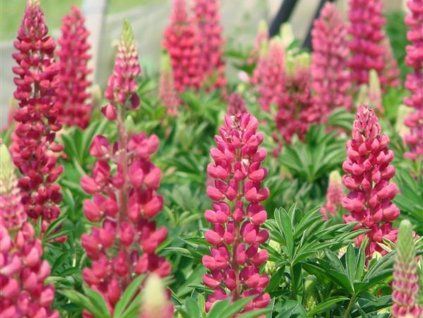 Lupina mnoholistá 'Red Shades' - Lupinus polyphyllus 'Red Shades'  Lupinus polyphyllus 'Red Shades'