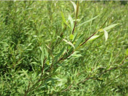 Vrba purpurová 'Nana'  Salix purpurea 'Nana'
