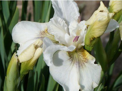 Kosatec sibiřský 'Not Quite White'- Iris sibirica 'Not Quite White'  Iris sibirica 'Not Quite White'