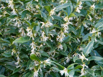 Masoplodka nízká 'Humilis'  Sarcococca hookeriana 'Humilis'