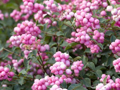 Pámelník Doorenbosův 'Magical Pink Cushion'®  Symphoricarpos doorenbosii 'Magical Pink Cushion'®