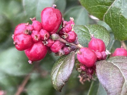 Pámelník Doorenbosův 'Magical Winterberry'®  Symphoricarpos doorenbosii 'Magical Winterberry'®