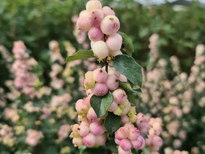 Pámelník Doorenbosův 'Symphony Rave' PBR  Symphoricarpos doorenbosii 'Symphony Rave' PBR