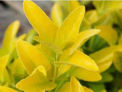 Brslen japonský 'El Dorado'  Euonymus japonicus 'El Dorado'