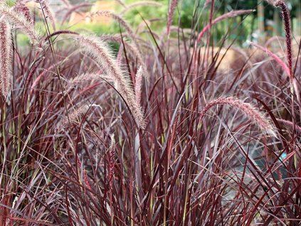 Dochan 'Rubrum Dwarf' - Pennisetum 'Rubrum Dwarf'  Pennisetum setaceum 'Rubrum Dwarf'
