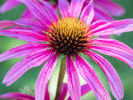 Třapatka 'Sunseekers Rosy' - Echinacea 'Sunseekers Rosy'  Echinacea 'Sunseekers Rosy'