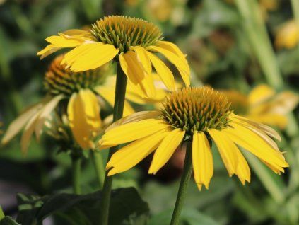 Třapatka 'Sunseekers Yellow' - Echinacea 'Sunseekers Yellow'  Echinacea 'Sunseekers Yellow'