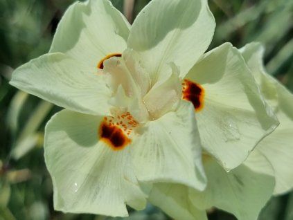 Kosatec dvoubarvý ‘Milky Way’ - Dietes bicolor 'Milky Way'  Dietes bicolor 'Milky Way'