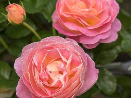 Růže 'Dornburger Schlossrose' (Balení speciální balení)