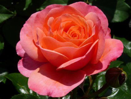 132070 ruze coral lions rose baleni specialni baleni