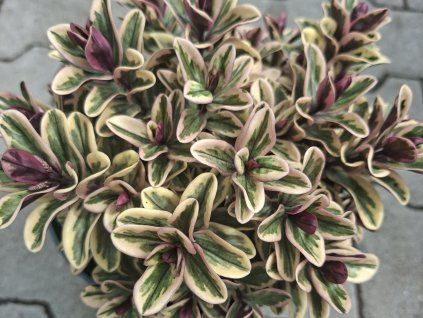 Hebe addenda 'Vinoa Variegata'  Hebe addenda 'Vinoa Variegata'