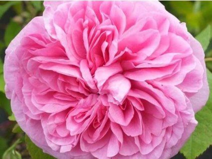 Růže 'Gertrude Jekyll®' (Balení speciální balení)
