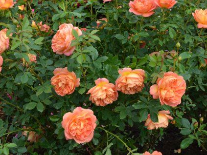 Růže 'Lady of Shalott®' (Balení speciální balení)
