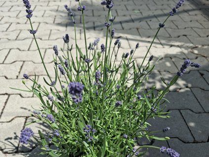 Levandule zoubkatá 'Youre My Light' - Lavandula dentata 'Youre My Light'  Lavandula'Youre My Light'