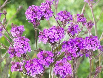 Sporýš tuhý - Verbena rigida  Verbena rigida
