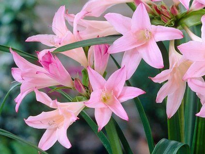 Amarcrinum 'Howardii' - Amarcrinum 'Howardii'  Amarcrinum 'Howardii'