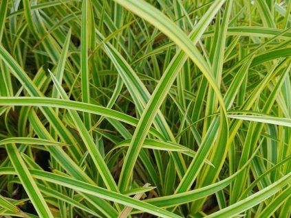 Ostřice japonská 'Goldband' - Carex morrowii 'Goldband'  Carex morrowii 'Goldband'