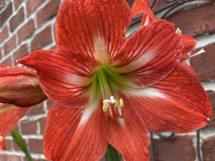 Amarylis 'Minerva' - Hippeastrum 'Minerva'  Hippeastrum 'Minerva'
