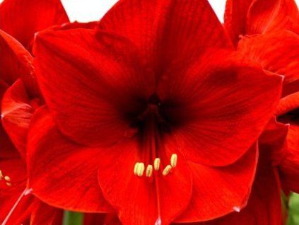 Amarylis 'Red Lion' - Hippeastrum 'Red Lion'  Hippeastrum 'Red Lion'
