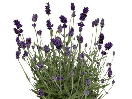 Levandule úzkolistá  'Vintro Blue' - Lavandula angustifolia 'Vintro Blue'  Lavandula angustifolia 'Vintro Blue'
