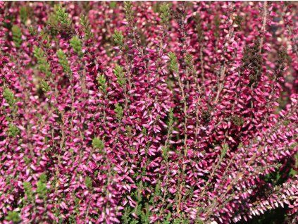 Vřes obecný 'Lilli'  Calluna vulgaris 'Lilli'
