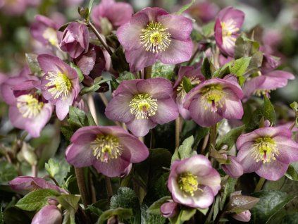 Čemeřice 'HGC® Ice n' Roses Mindy Marble' - Helleborus 'HGC® Ice n' Roses Roses Mindy Marble '  Helleborus 'HGC® Ice n' Roses Mindy Marble'