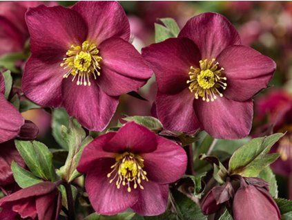Čemeřice 'HGC® Ice n' Roses Red Romance' - Helleborus 'HGC® Ice n' Roses Roses Red Romance'  Helleborus 'HGC® Ice n' Roses Red Romance'