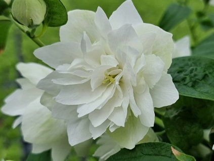 pearl perfume