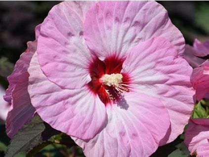 Ibišek bahenní SUMMERIFIC® 'Spinderella'- Hibiscus SUMMERIFIC® 'Spinderella'  HibiscusSUMMERIFIC® 'Spinderella'