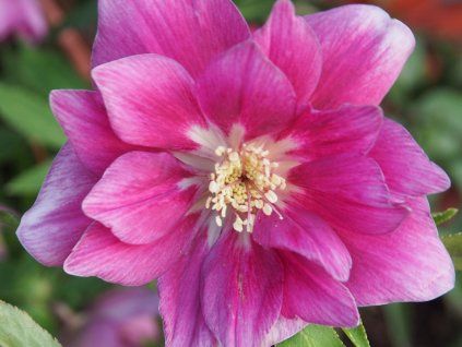 Čemeřice 'Quintessa Berry' - Helleborus 'Quintessa Berry'  Helleborus 'Quintessa Berry'