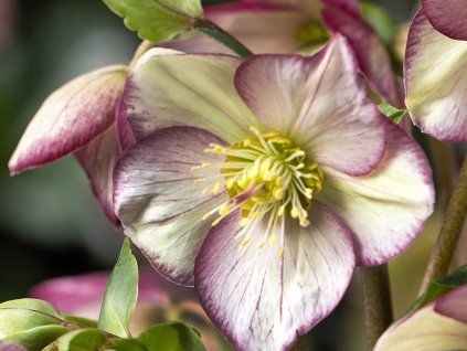 Čemeřice 'HGC® Ice Breaker Bonny' - Helleborus 'HGC® Ice Breaker Bonny'  Helleborus 'HGC® Ice Breaker Bonny'