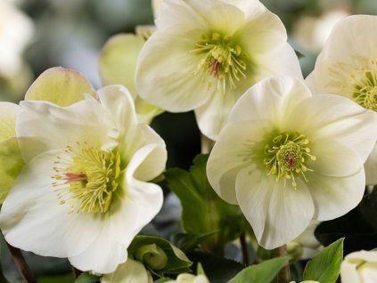 Čemeřice 'HGC® Ice Breaker Lemony' - Helleborus 'HGC® Ice Breaker Lemony'  Helleborus 'HGC® Ice Breaker Lemony'