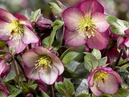 Čemeřice 'HGC® Ice n' Roses Macy Marble' - Helleborus 'HGC® Ice n' Roses Roses Macy Marble'  Helleborus 'HGC® Ice n' Roses Roses Macy Marble'