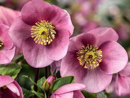 Čemeřice 'HGC® Winter Ballet Kacy' - Helleborus 'HGC® Winter Ballet Kacy'  Helleborus 'HGC® Winter Ballet Kacy'