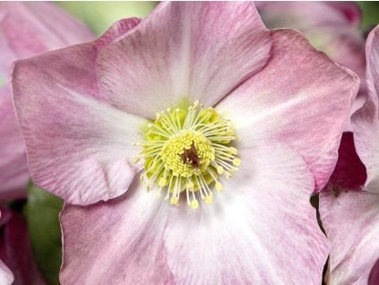 Čemeřice 'HGC® Winter Ballet Katie' - Helleborus 'HGC® Winter Ballet Katie'  Helleborus 'HGC® Winter Ballet Katie'
