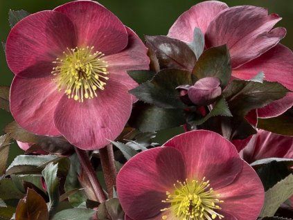 Čemeřice 'HGC® Ice n' Roses Corvina' - Helleborus 'HGC® Ice n' Roses Roses Corvina  Helleborus 'HGC® Ice n' Roses Roses Corvina'