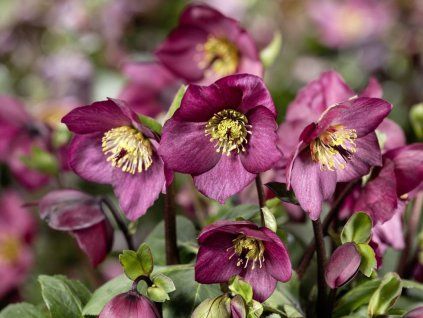 Čemeřice 'HGC® Winter Ballet Leila' - Helleborus 'HGC® Winter Ballet Leila'  Helleborus 'HGC® Winter Ballet Leila'