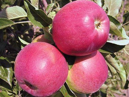 Jabloň 'Gascoyneho Šarlatové' - kontejner  Malus domestica 'Gascoyneho Šarlatové'