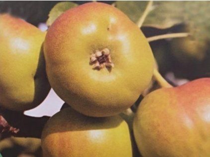 Hruškojeřáb 'Tatarova hrušeň' - kontejner  Sorbopyrus 'Tatarova hrušeň'